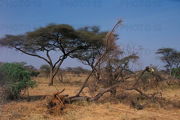 African elephant