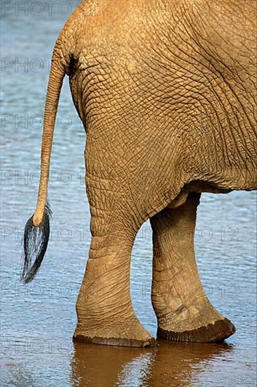 African elephant