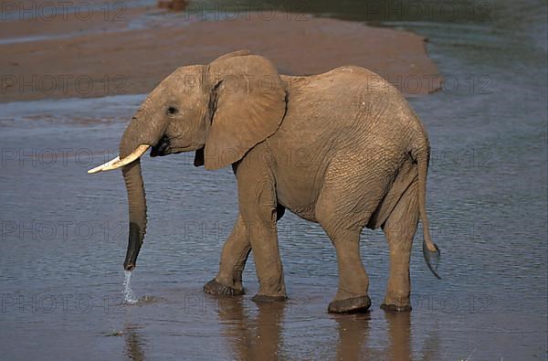 African elephant