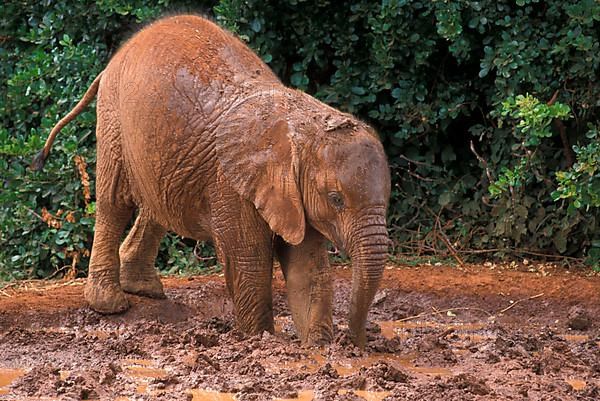 African elephant