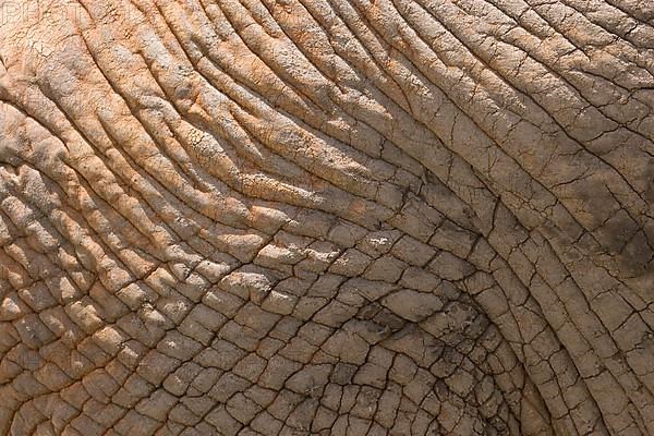 African Elephant