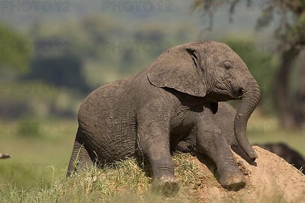 African elephant