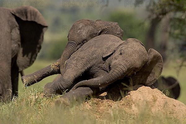 African elephant