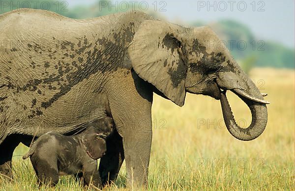 African elephant