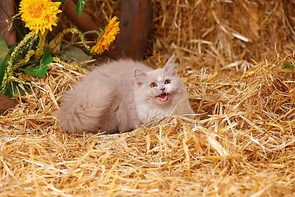 British Longhair