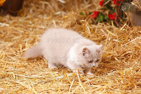 British Longhair