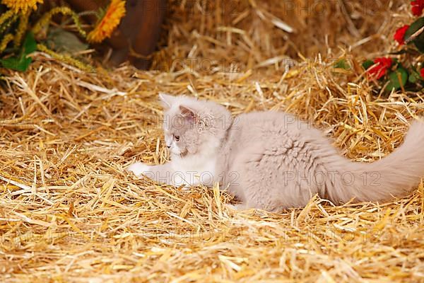 British Longhair