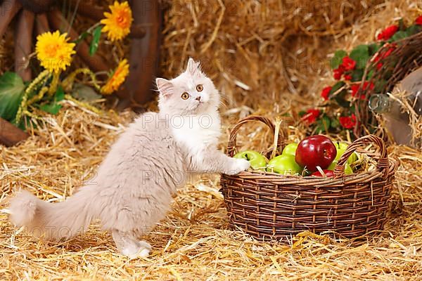 British Longhair