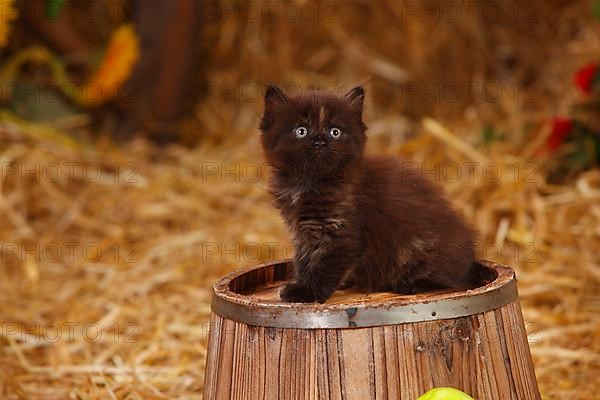 British longhair