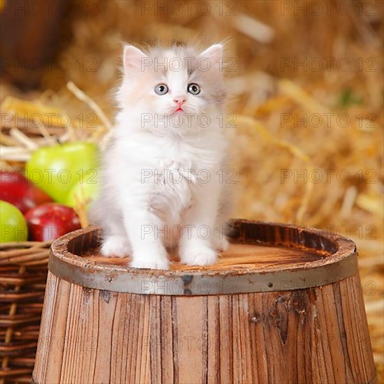 British Longhair