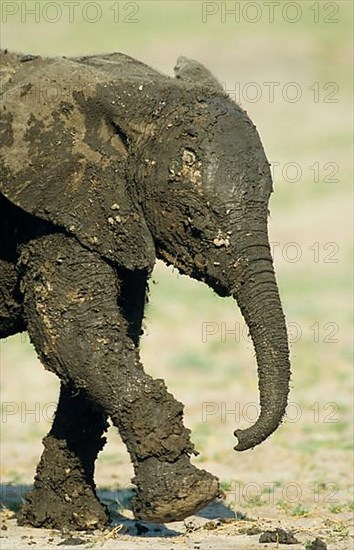 African elephant