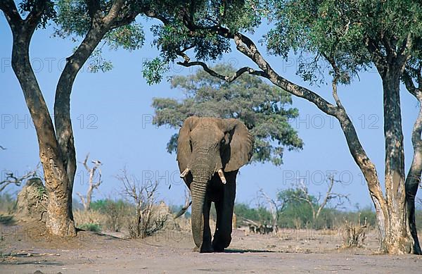 African elephant