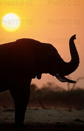 African elephant