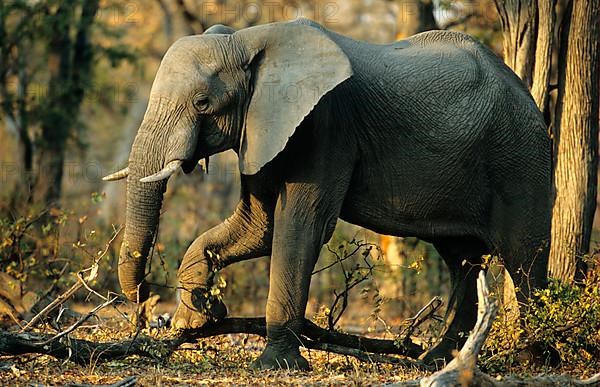 African elephant