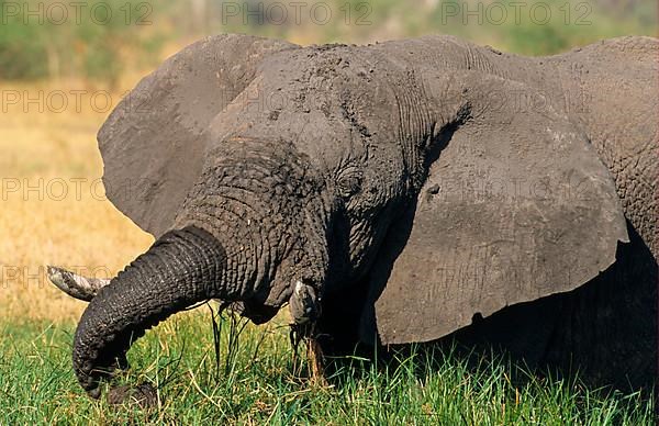 African elephant