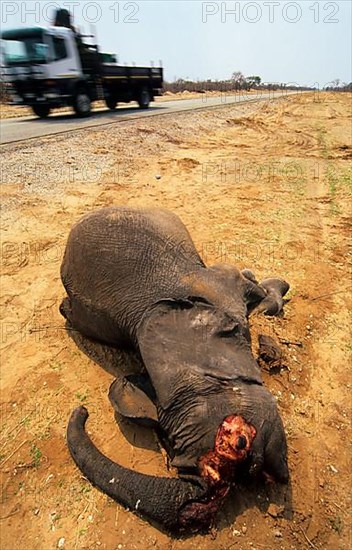 African elephant