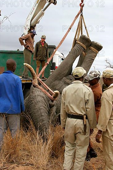 African Elephant