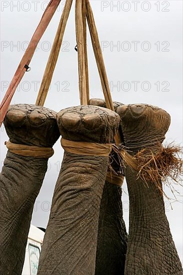 African Elephant