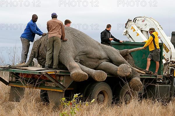 African Elephant