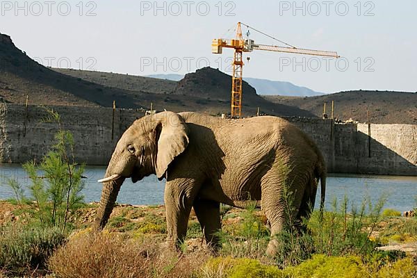 African elephant