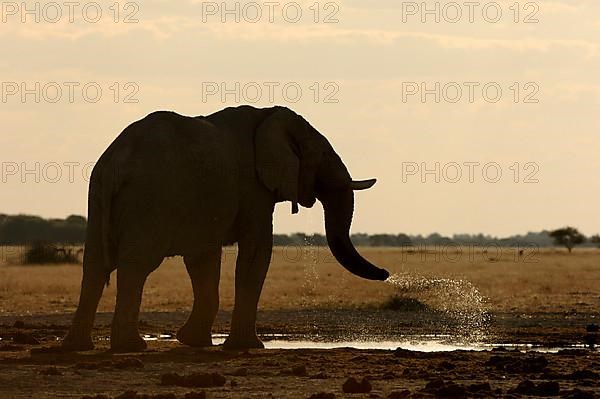 African elephant