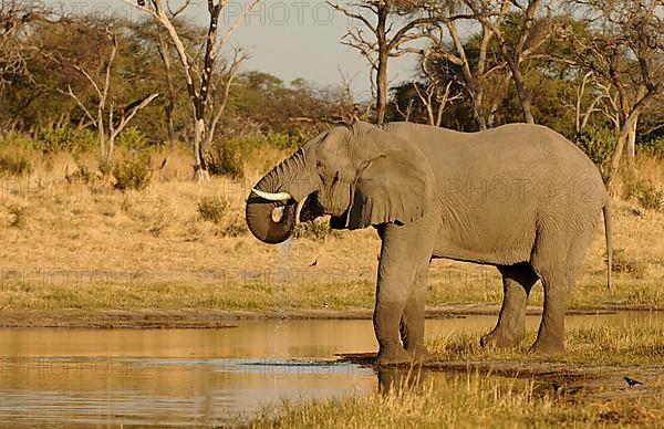 African elephant