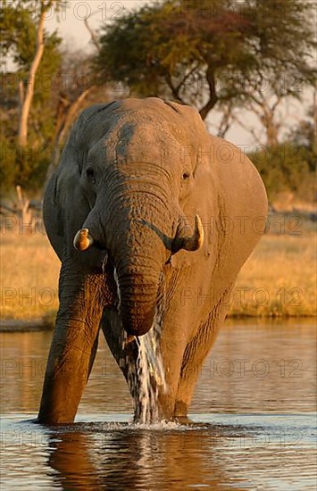 African elephant