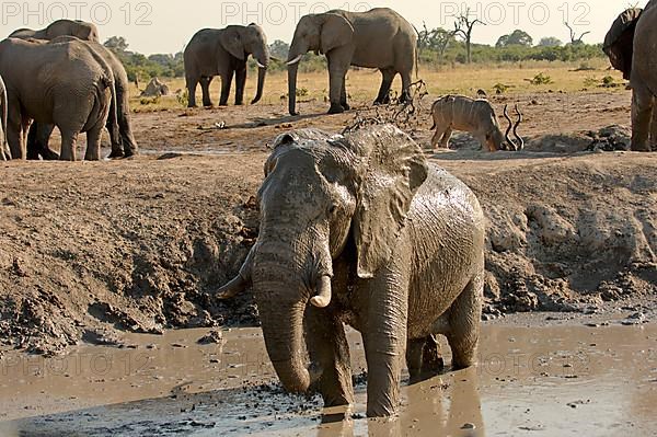 African elephant