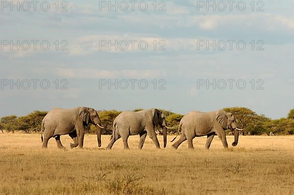 African elephant