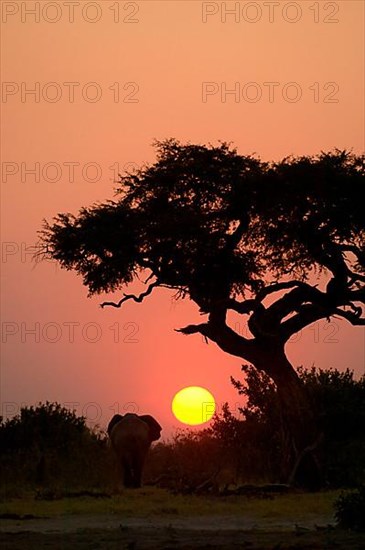 African elephant