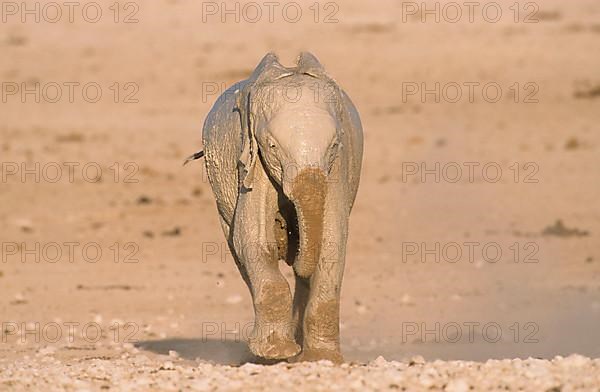 African elephant