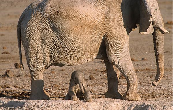 African elephant