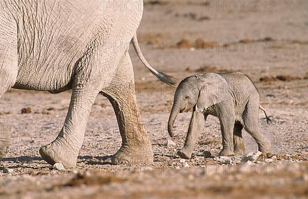 African elephant