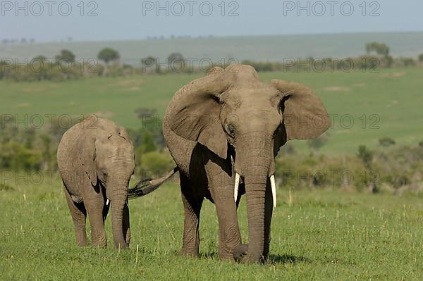 African elephant