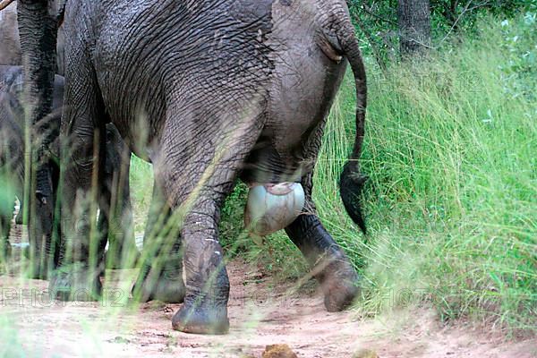 African elephant