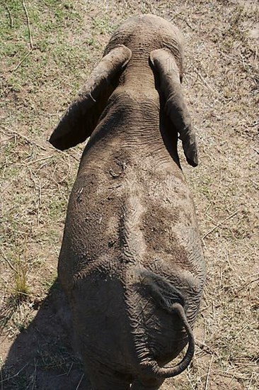 African elephant