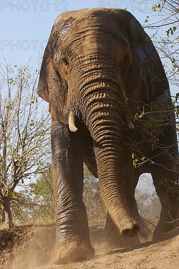 African elephant