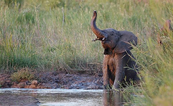 African elephant