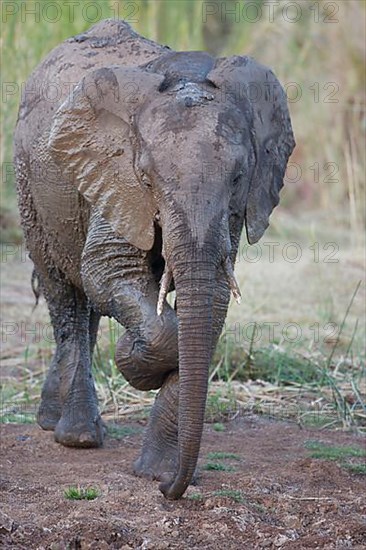 African elephant