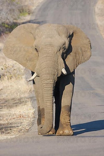 African elephant