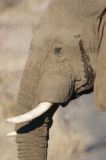 African elephant