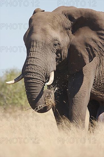 African elephant