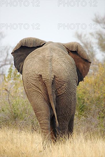 African elephant