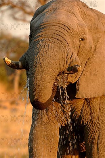 African elephant