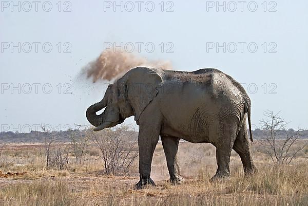 African elephant