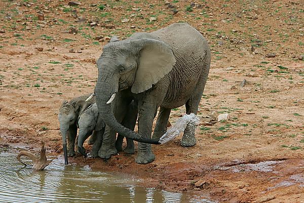 African elephant