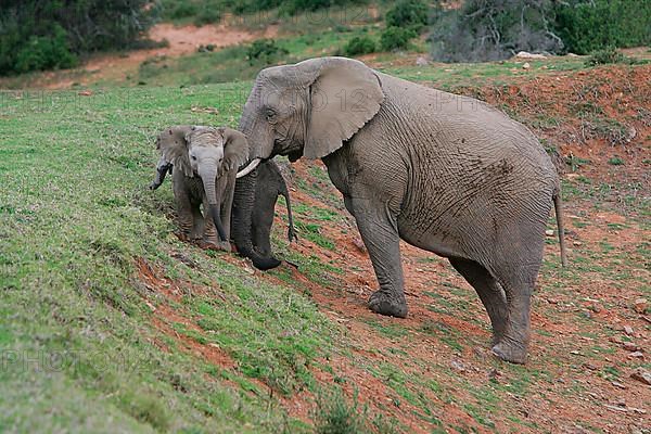 African elephant