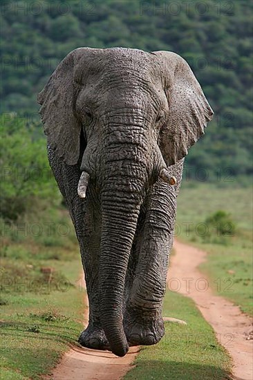 African elephant