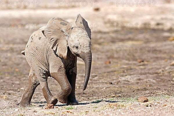 African elephant