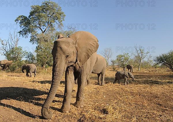 African elephant